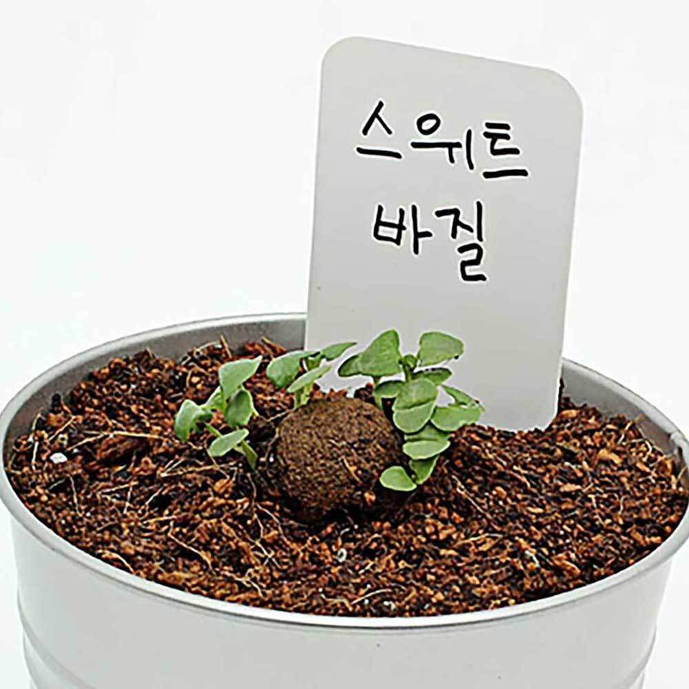 스위트 바질씨드 씨드볼 허브 씨앗 키우기 바질시드 스윗 기르기 : 창의로운일상