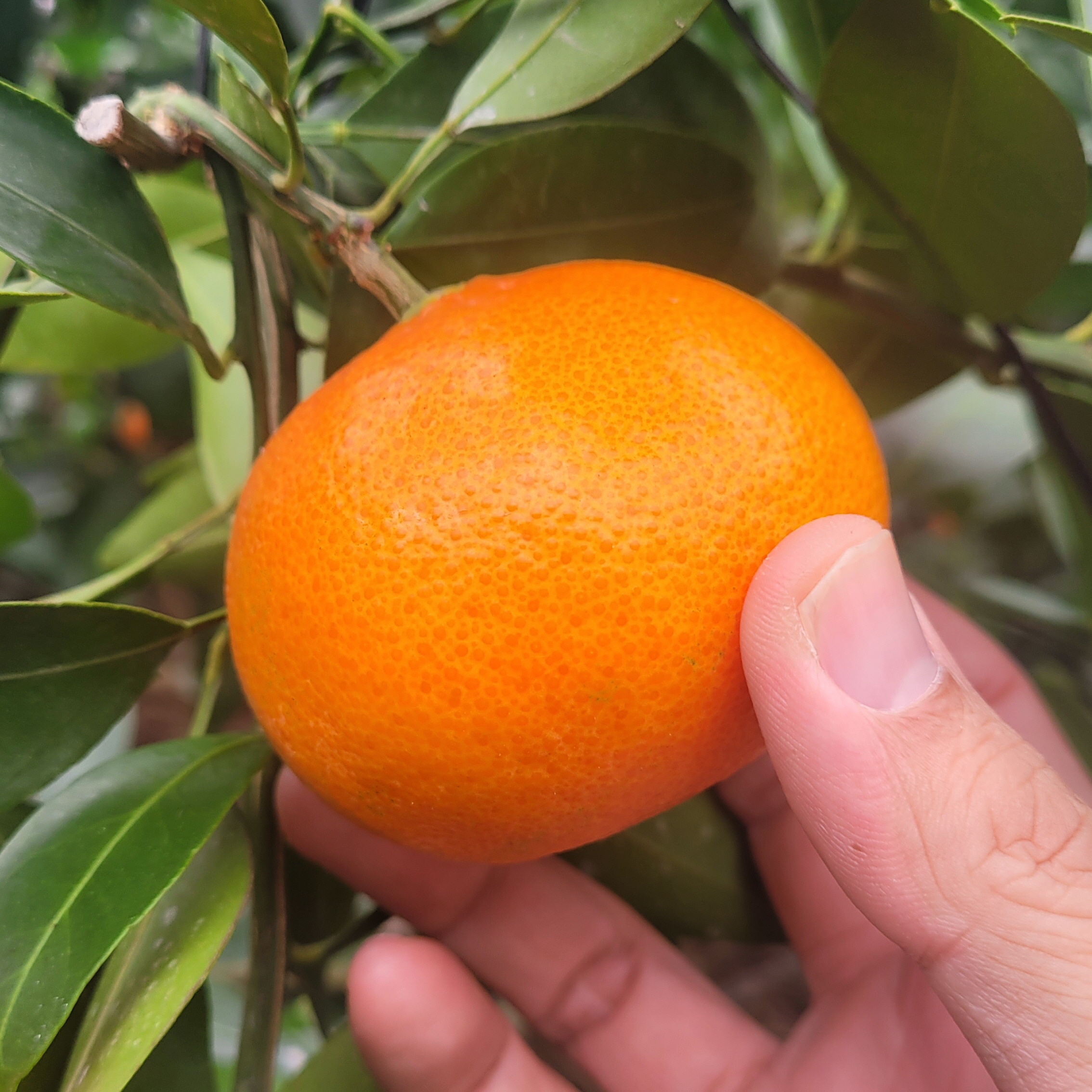 제주 홍매향 감귤 2kg / 3kg / 5kg : 그저제주 JUST JEJU