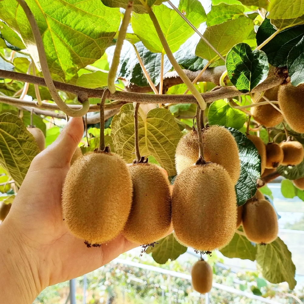국내산 진주 그린키위 3kg 5kg 참다래 : 허스팜
