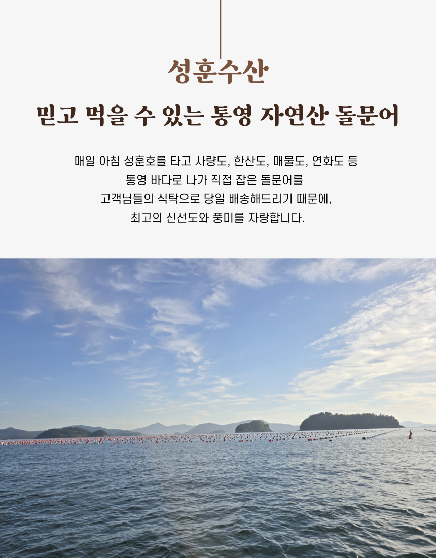 [성훈수산] 산지직송 당일조업 통영 돌문어 : 통영 성훈수산