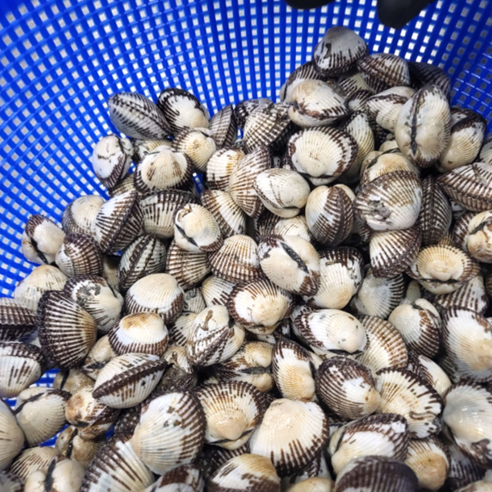 벌교 새꼬막 3kg 여자만꼬막 제철 택배 : 씨푸드포유