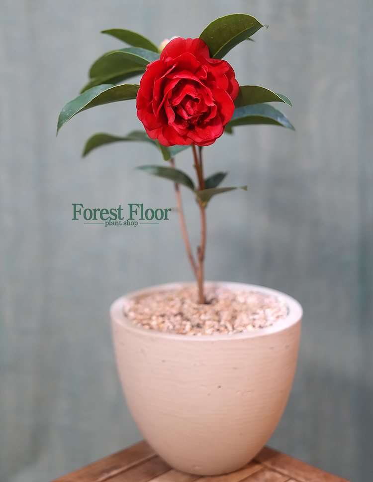 [단품] 사계동백 안나데코화분 동백나무 까멜리아 겨울 꽃나무 인테리어식물 : Forest Floor