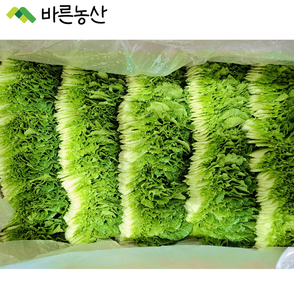 [ 바른농산 ] 국내산 쌈추 쌈배추 쌈채소 2kg : 바른농산 우리농산