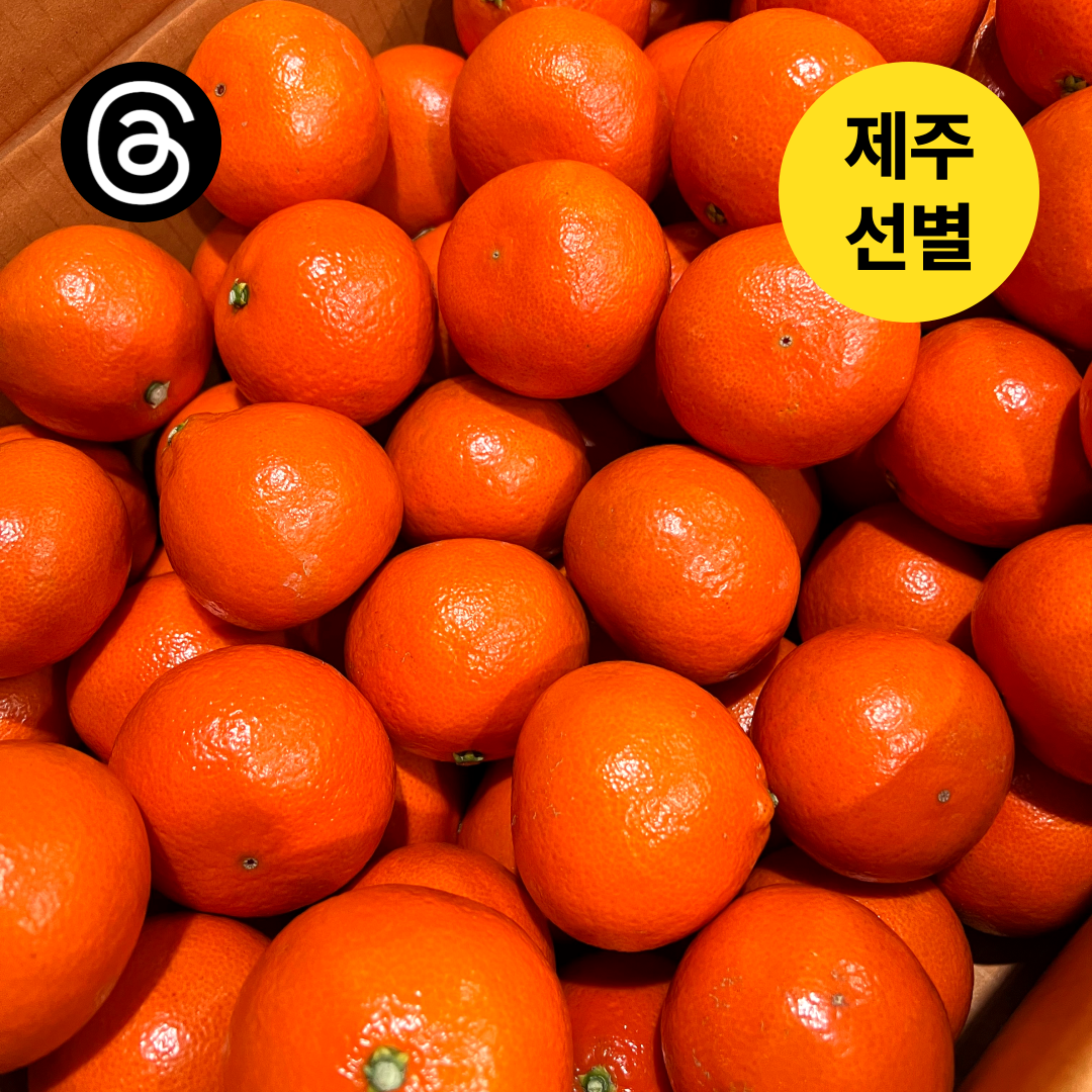 (스친 전용) 어떤농장 제주 홍매향 동백향 홍미향 만감류 : 어떤농장