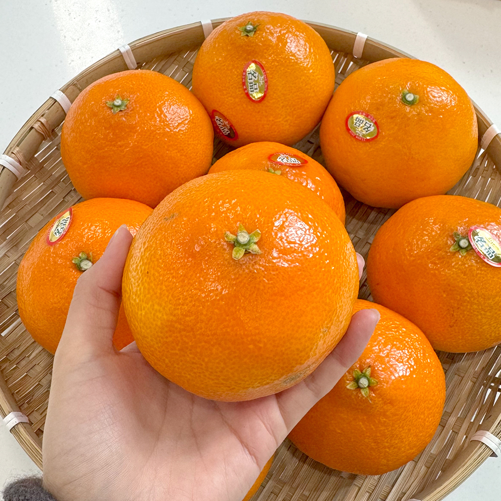제주 고당도 황금향 1.5kg 3kg : 피쉬데이