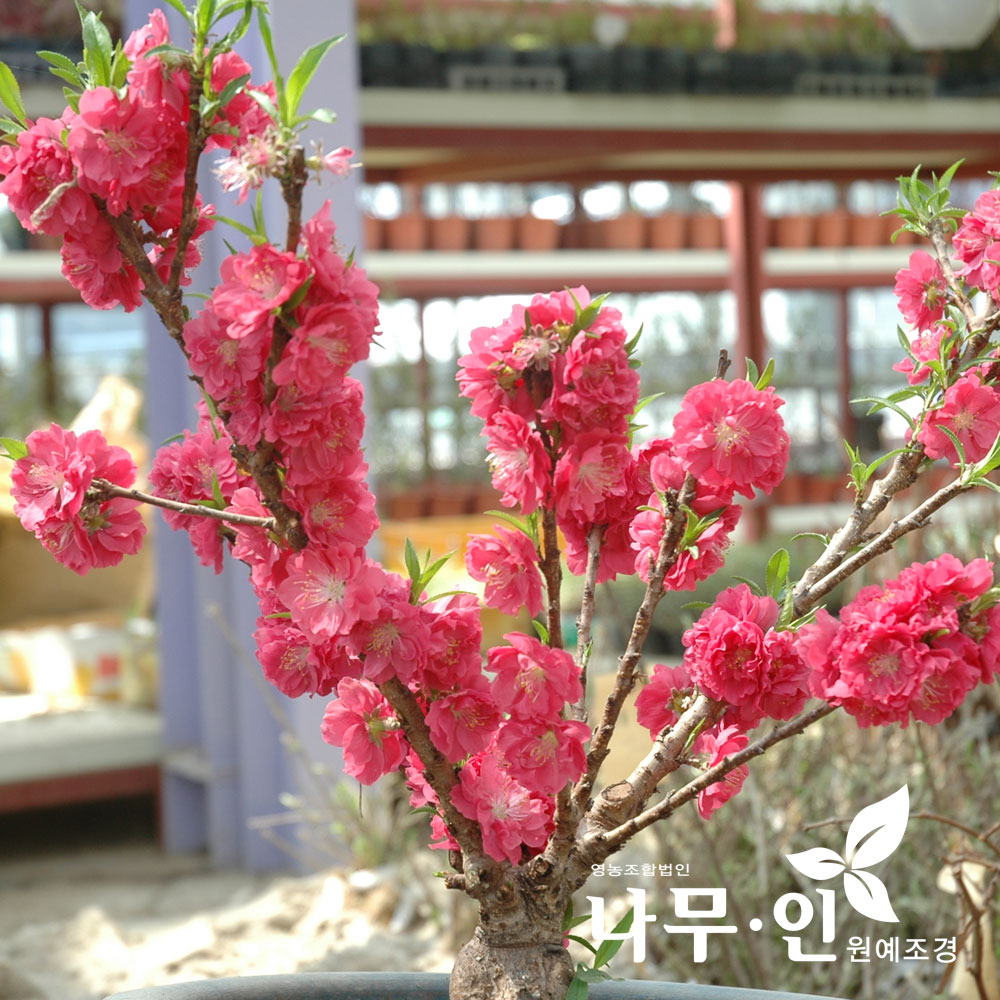[나무인] 꽃복숭아 남경도화 빨간꽃 개화주 : 나무인 영농조합법인
