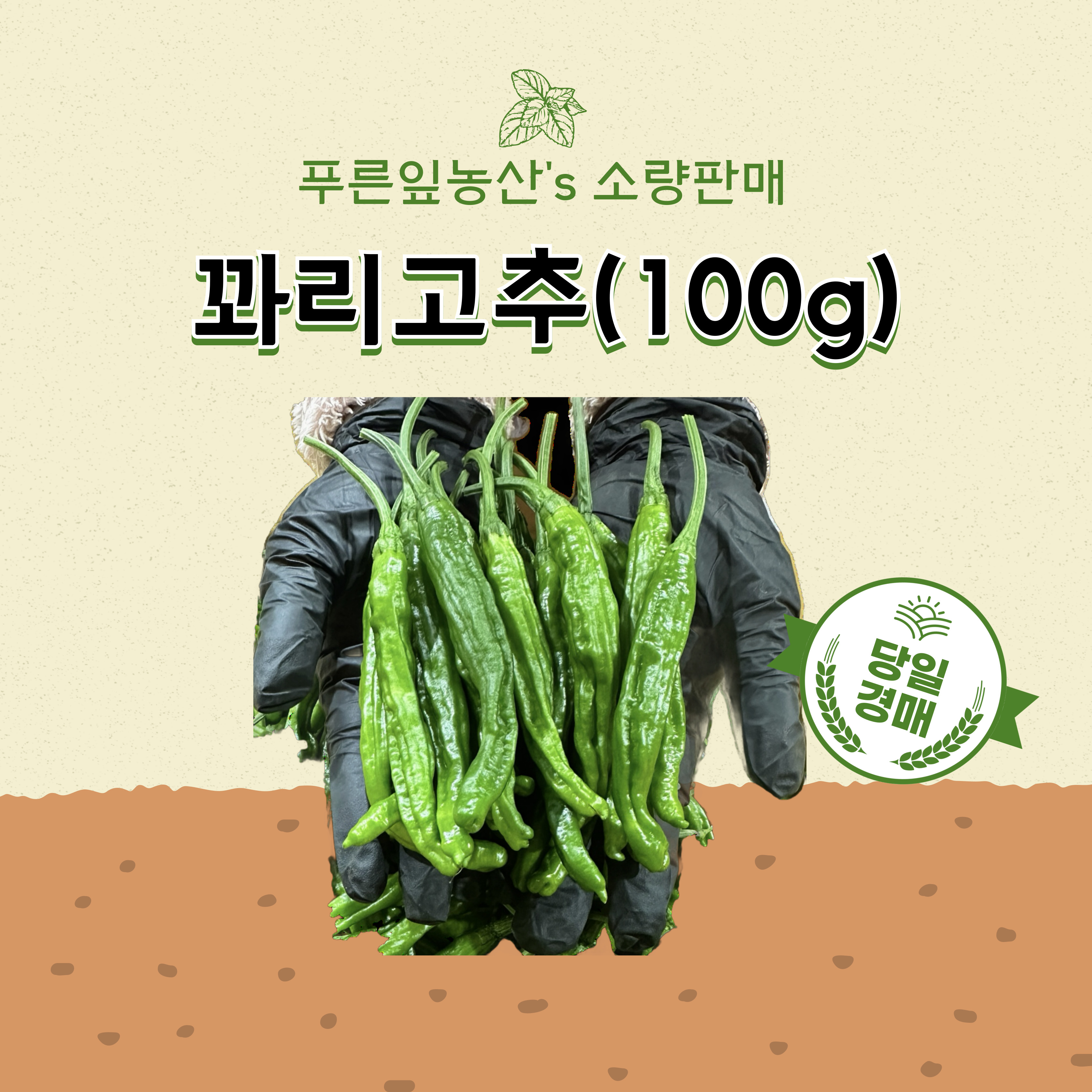 안 매운 꽈리고추(100g) : 푸른잎농산