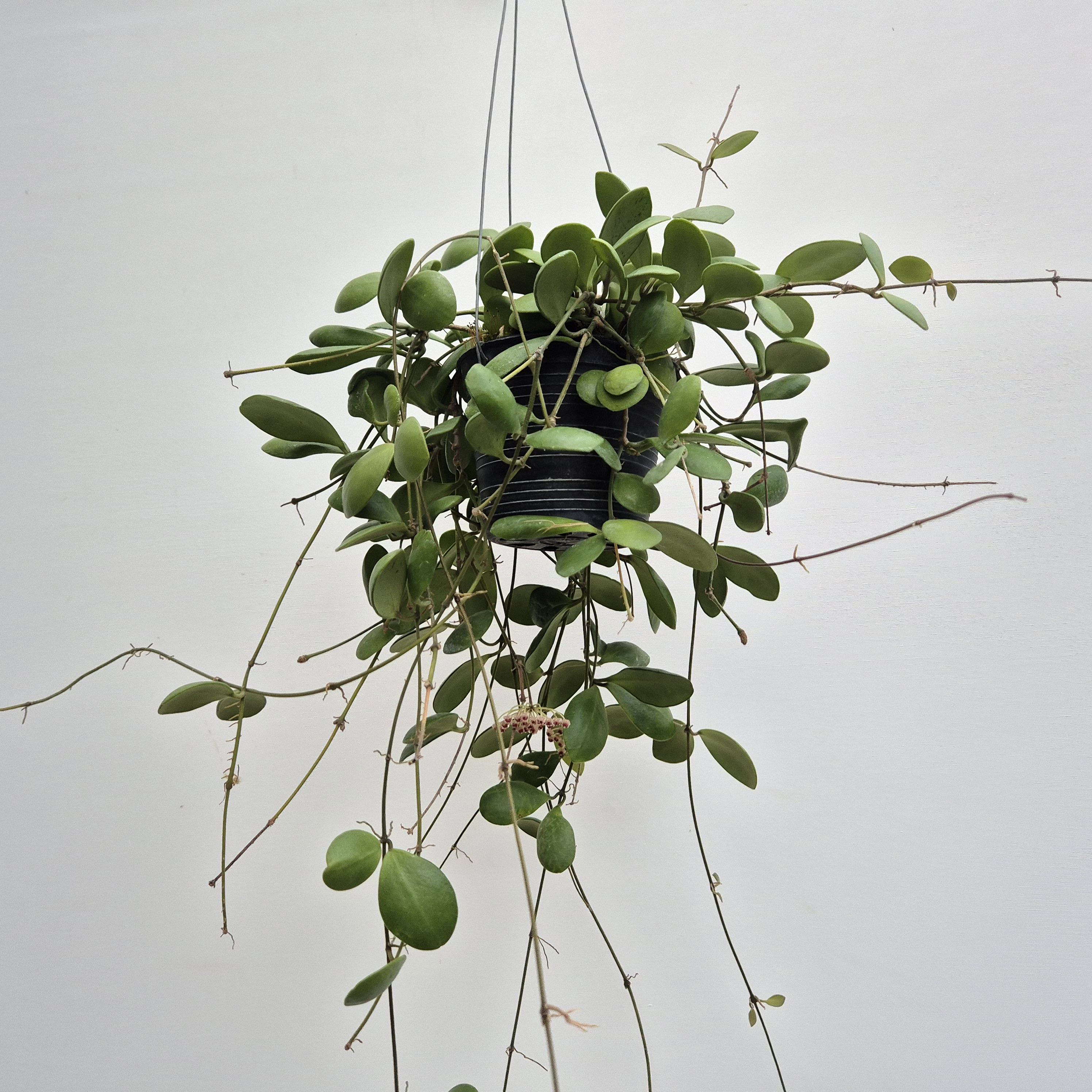 호야 파림림바 (Hoya palimlimba) / 2024년 11월 신상품 : 조이플랜트