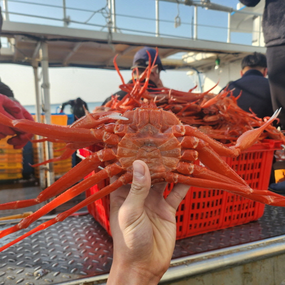 명품 박달홍게 3kg+1kg 수율보장 국내산 붉은대게 자숙 홍게 : 청년 어부왕