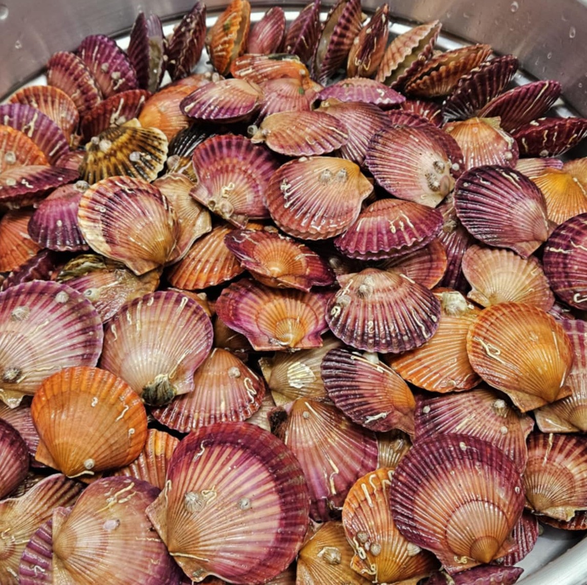 고성 홍가리비 1kg(20미내외) : 연희수산