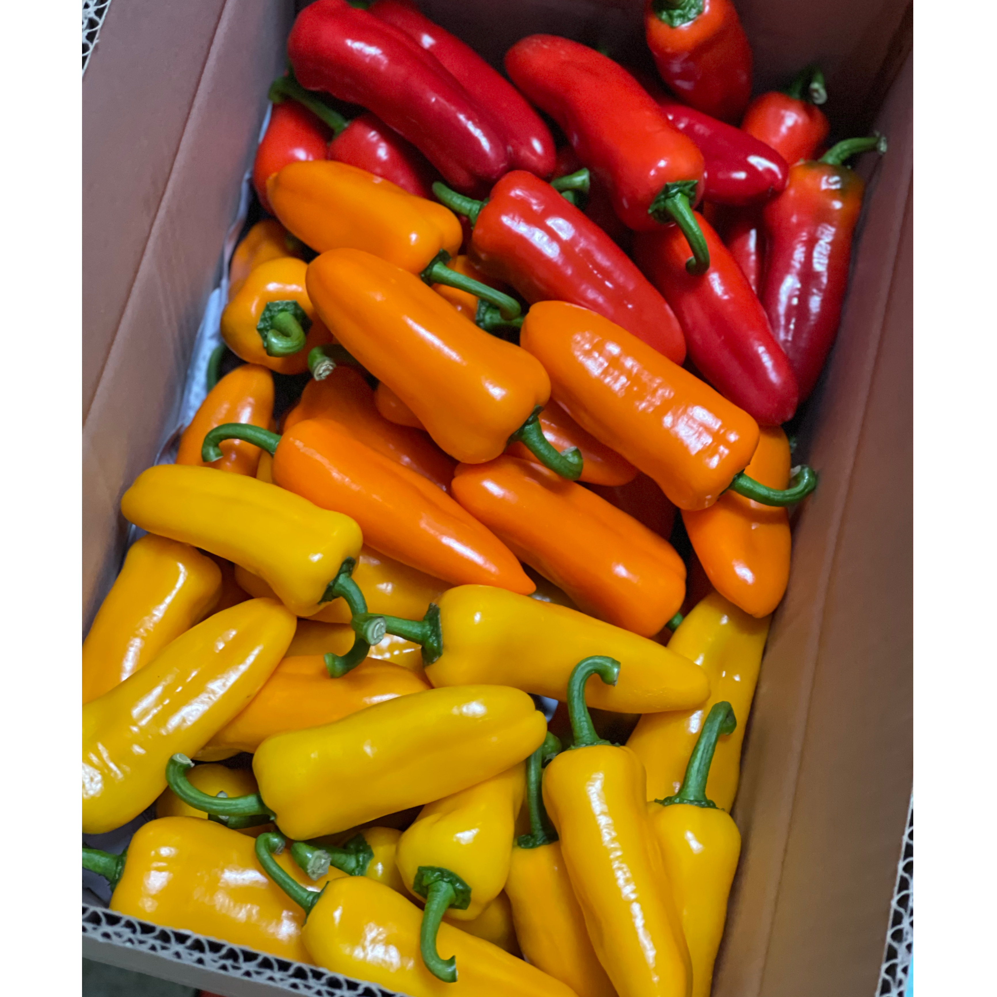 뉴다온 미니파프리카 1kg/ 2kg/ 3kg 농장직송 당일수확 파프리카 : 보람파프