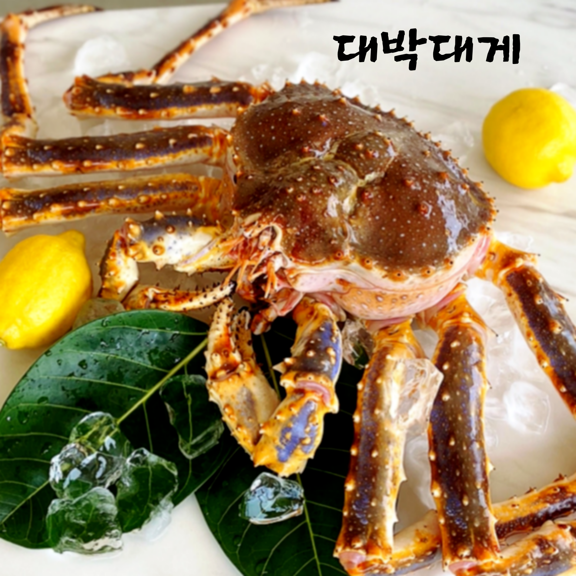 동해대박대게 러시아 생물 프리미엄 최상급 살아있는 활 자숙 정품 레드 킹크랩 : 동해대박대게