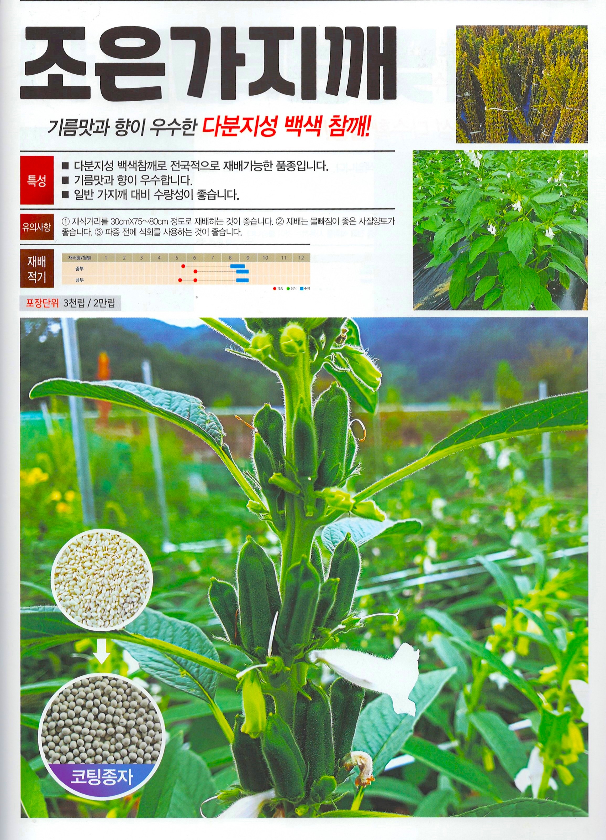 조은가지깨 3,000립 기름 맛과 향이 우수한 다분지성 백색 참깨 코팅씨앗 다농 : 정산흥농종묘농약사