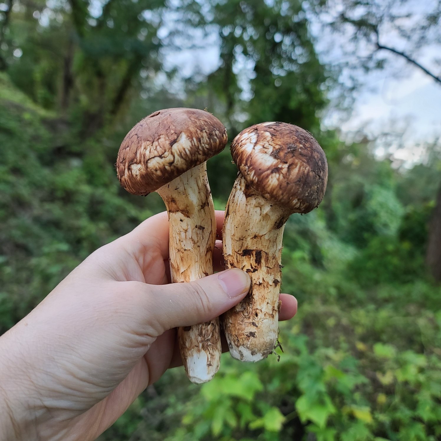 sale★솔숲 자연송이 꿀차 250g : 유기농깡패