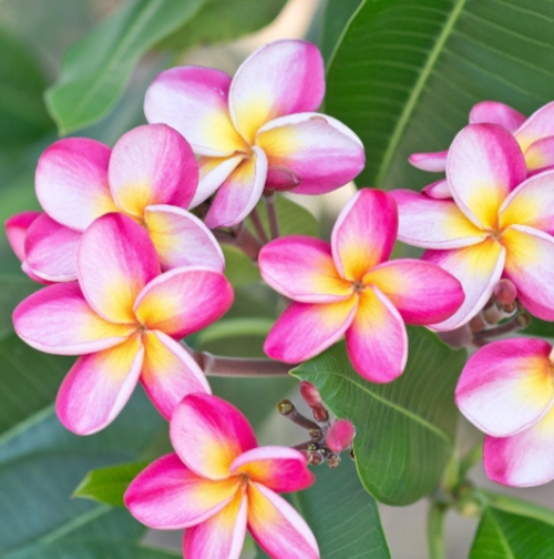 플루메리아 Plumeria 핑크레드 혼합 씨앗 3알 : 모야모가든센터
