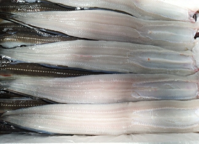 통영 바다 장어 붕장어 구이 탕 특품 1kg : 부성