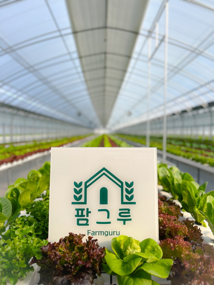 산지직송 수경재배 유러피안 샐러드 쌈채소1kg  로메인 버터헤드 유럽 상추 : 팜그루 청주점