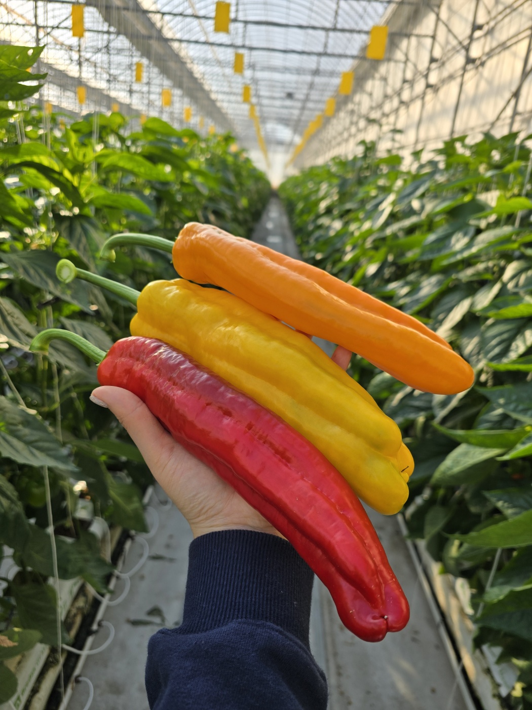 바나나파프리카 롱스위트팔레르모 함안파프리카 당일배송 1KG 3KG : 부빈농장
