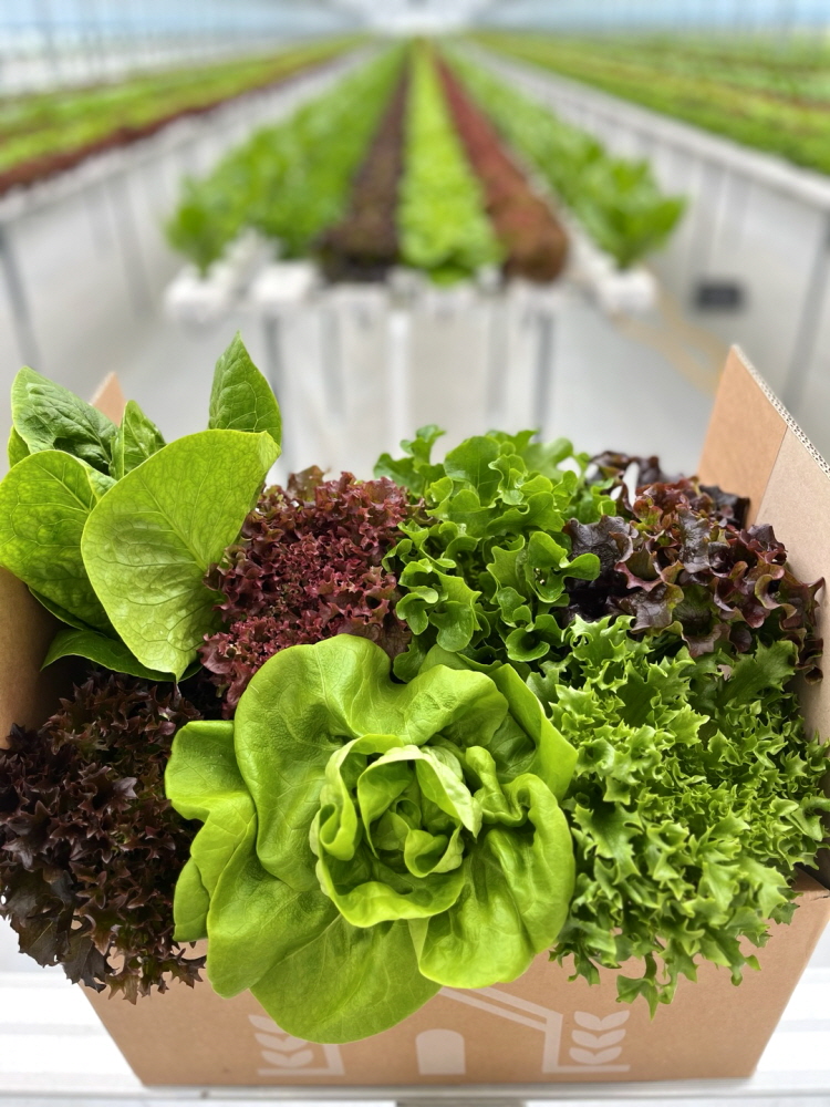산지직송 수경재배 유러피안 샐러드 쌈채소1kg  로메인 버터헤드 유럽 상추 : 팜그루 청주점