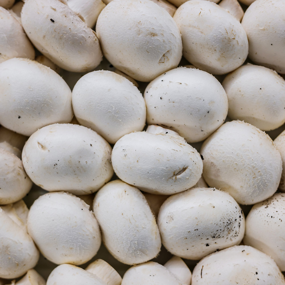 산지직송 부여 양송이버섯 못난이/슬라이스 2kg : 파인밀