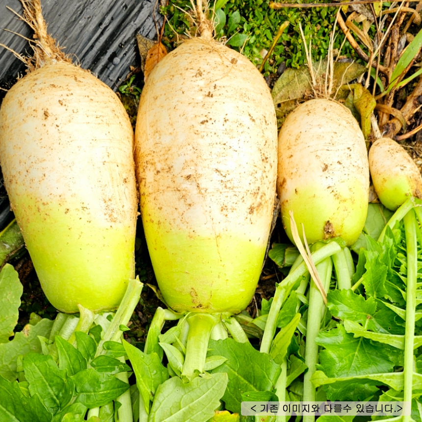 완주산 무 5kg : 완주몰
