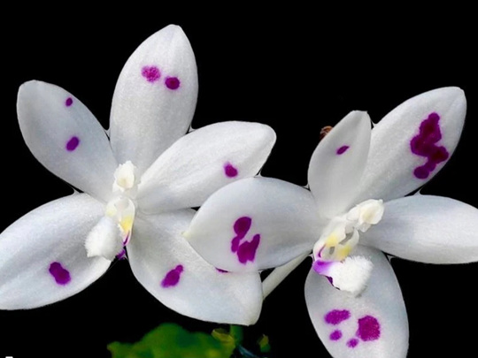 호접원종.JH996번.P.speciosa Blue spot.실생.예쁜흰색점박이보라색립프.귀한품종.너무나예뻐요.아주좋은 향기가 끝내줍니다. : 꽃천지