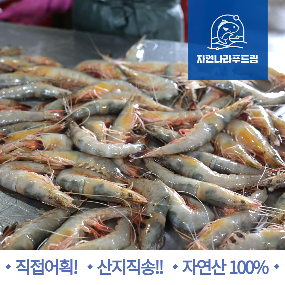 자연산 대하 새우 급냉 암 숫 왕새우 1kg 2kg 5kg 국내 태안 : - 자연나라푸드림 -