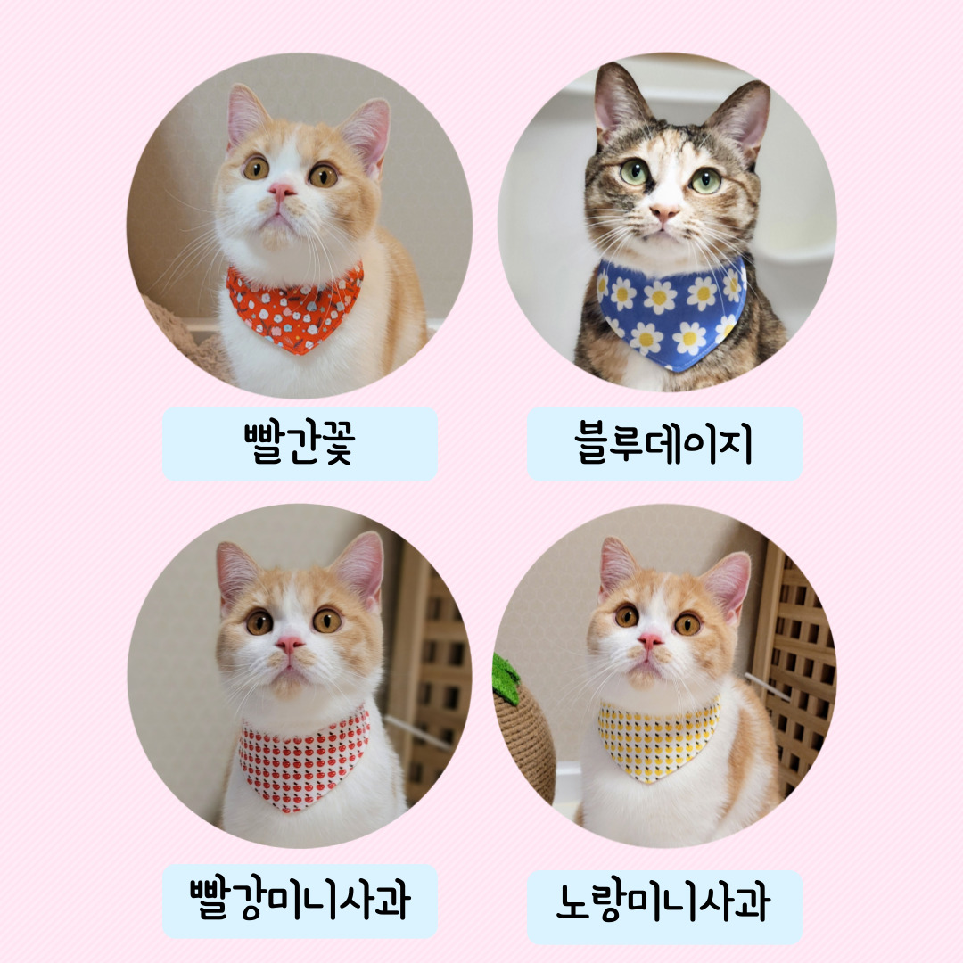 일석이조 고양이 케이프 보타이 인식표 스카프 - 강아지 케이프 : 까팡