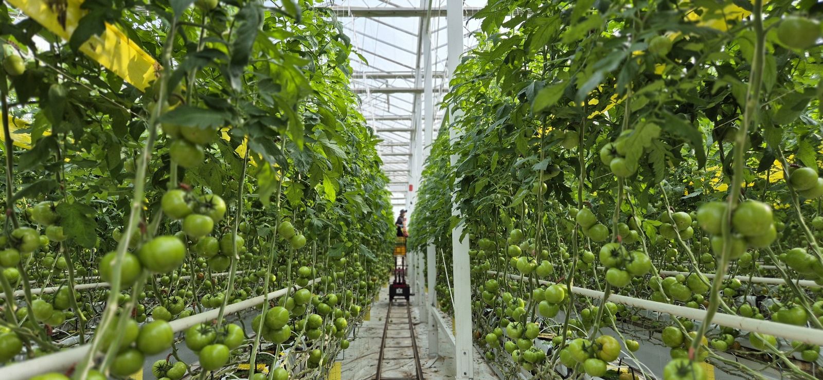 5kg [더생생]  산지직송 직접키운 완숙토마토 : 더생생