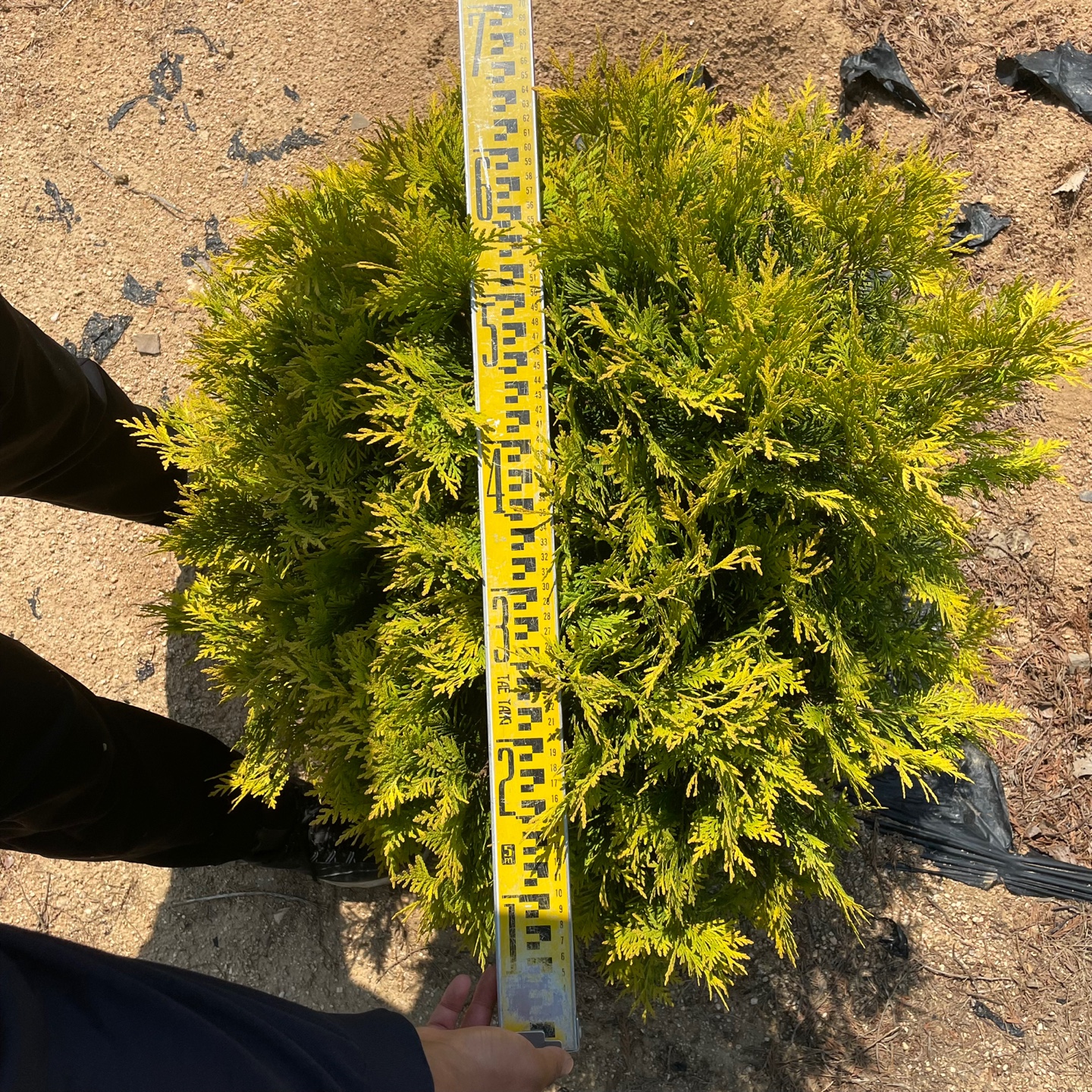 둥근서양측백 골든글러브 10cm 포트묘 특묘 나무 대림묘목농원 : JB가든센터