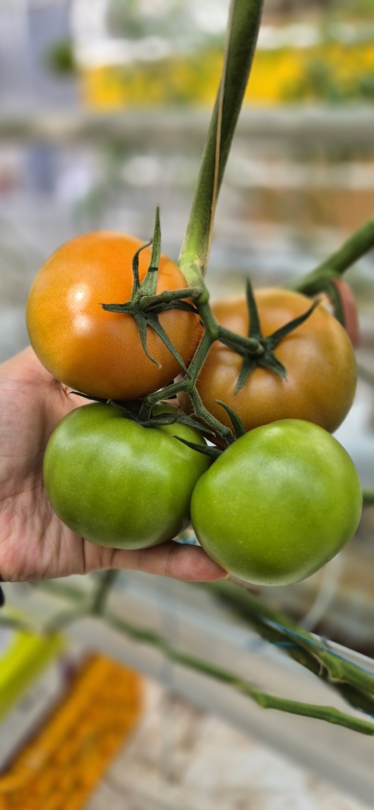 5kg [더생생]  산지직송 직접키운 완숙토마토 : 더생생