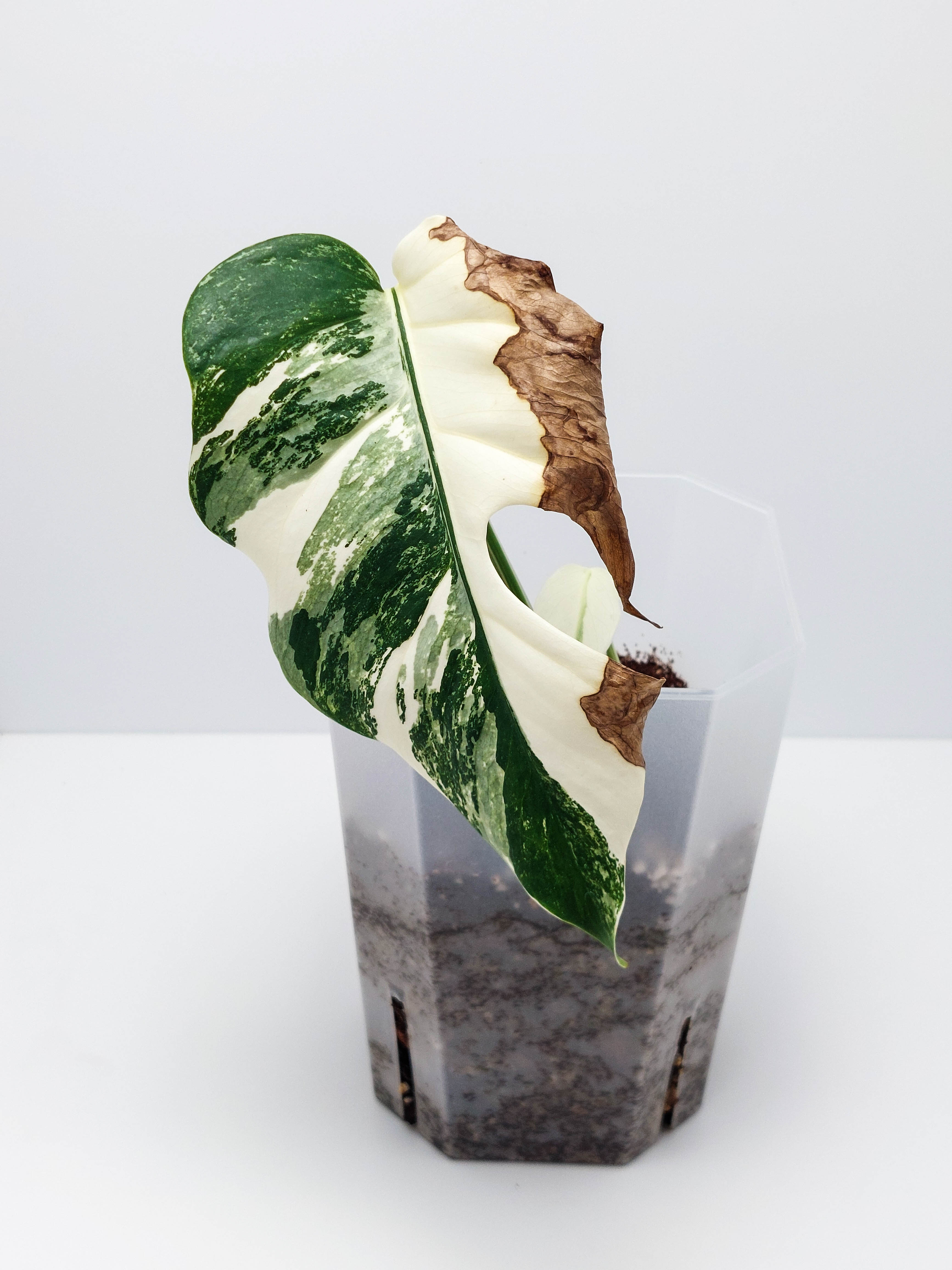 Monstera Borsigiana Albo Variegata 몬스테라 보르시지아나 알보 바리에가타 : 더잘크네