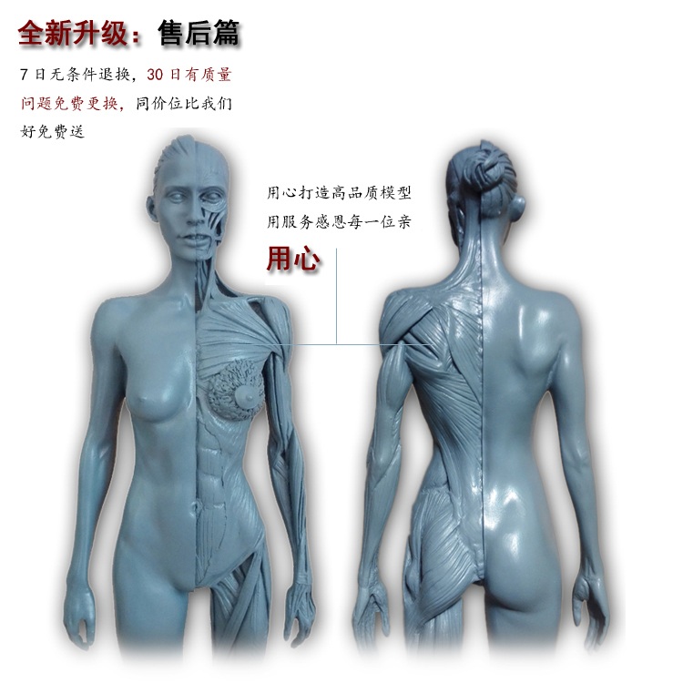 인체 해부학 드로잉 아나토미 피규어 모형 미술 사람 근육 근골격 : 뉴그로서리가든