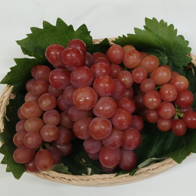 고당도 프리미엄 레드클라렛 신품종 포도 2kg(3송이) 레드 샤인머스켓 선물용 : 다솔포도농원.