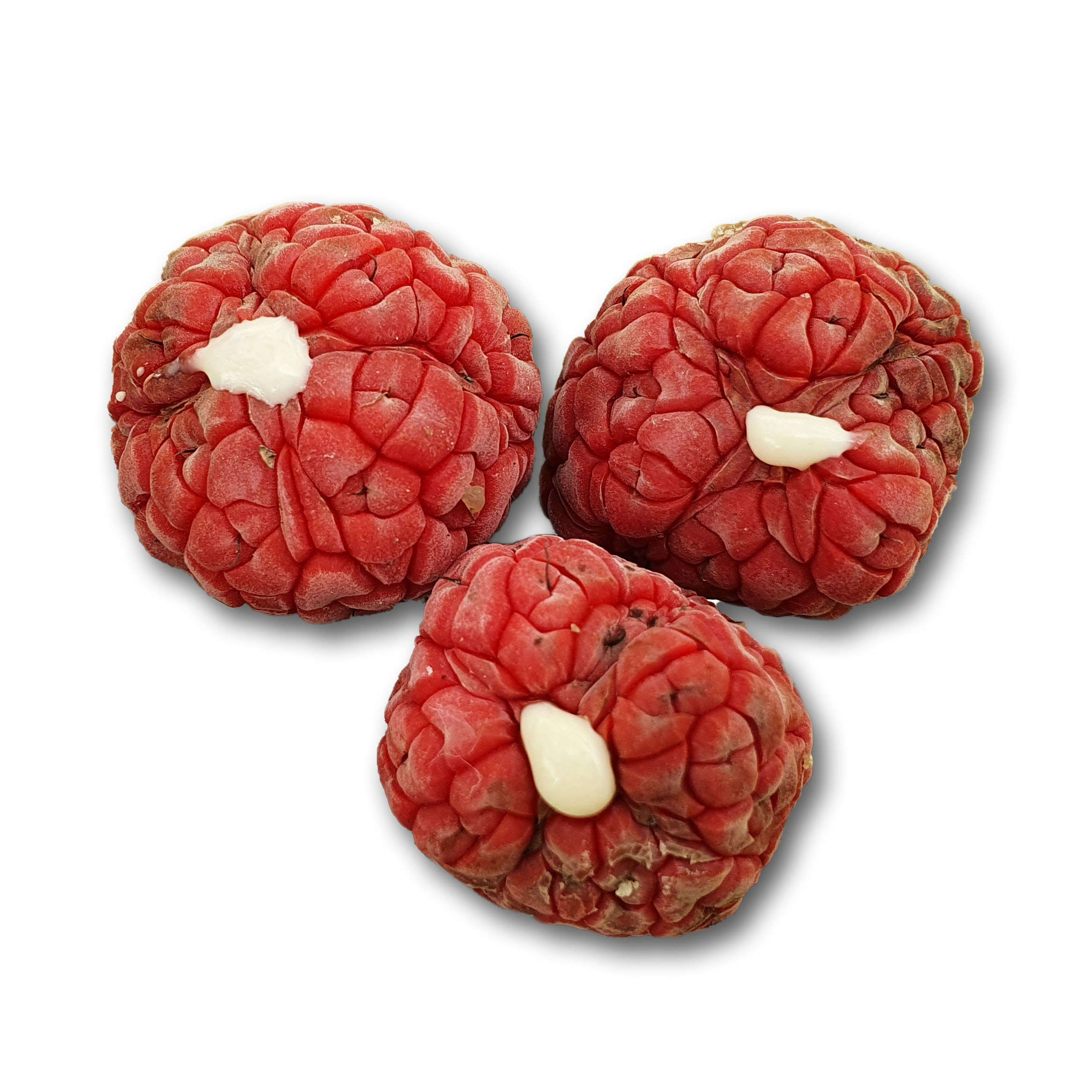 2024년 밀양 무농약 꾸지뽕열매5kg : 밀양꾸지뽕농장