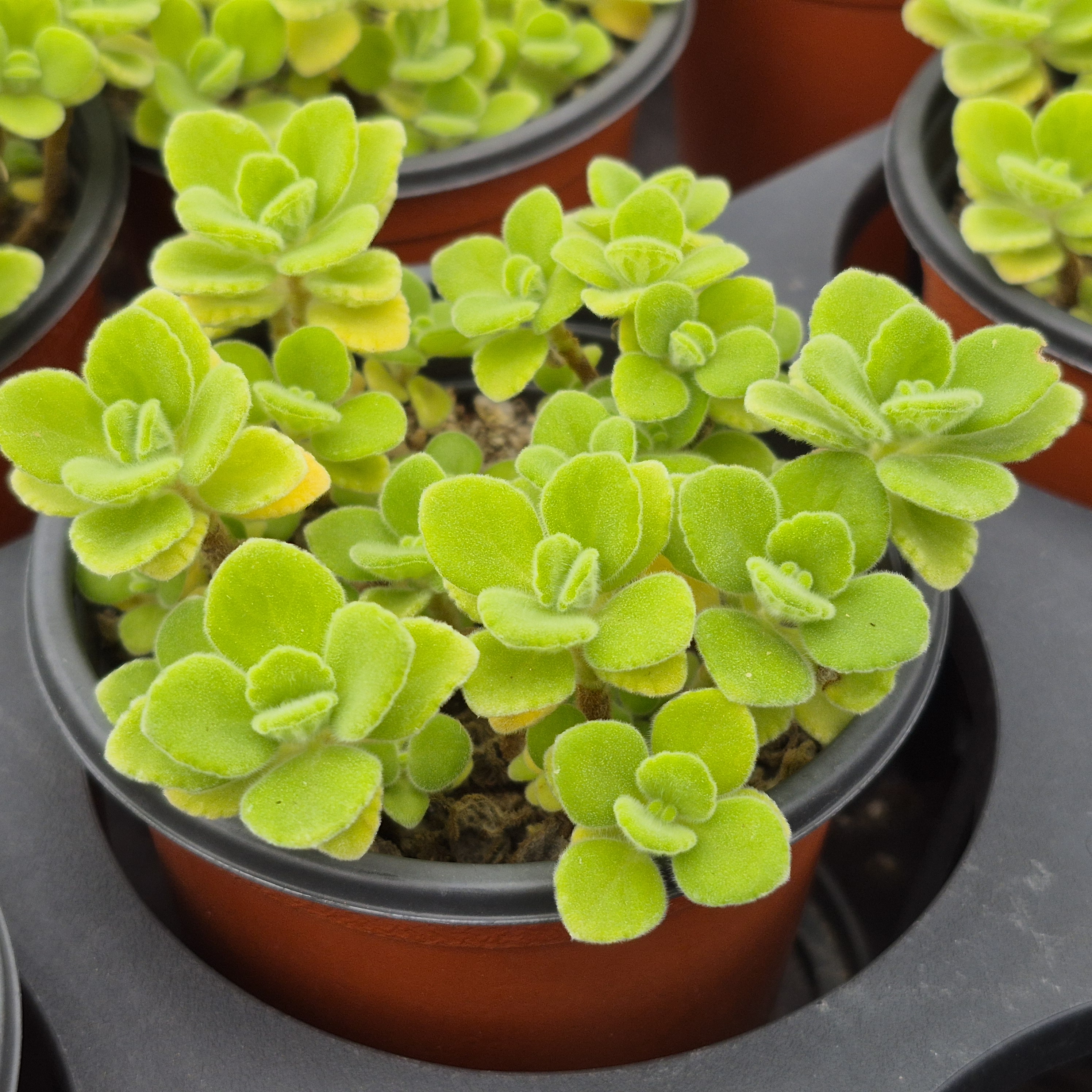 [소소한다육] 장미허브 Plectranthus tomentosa 다육식물 : 소소한다육Galmuri
