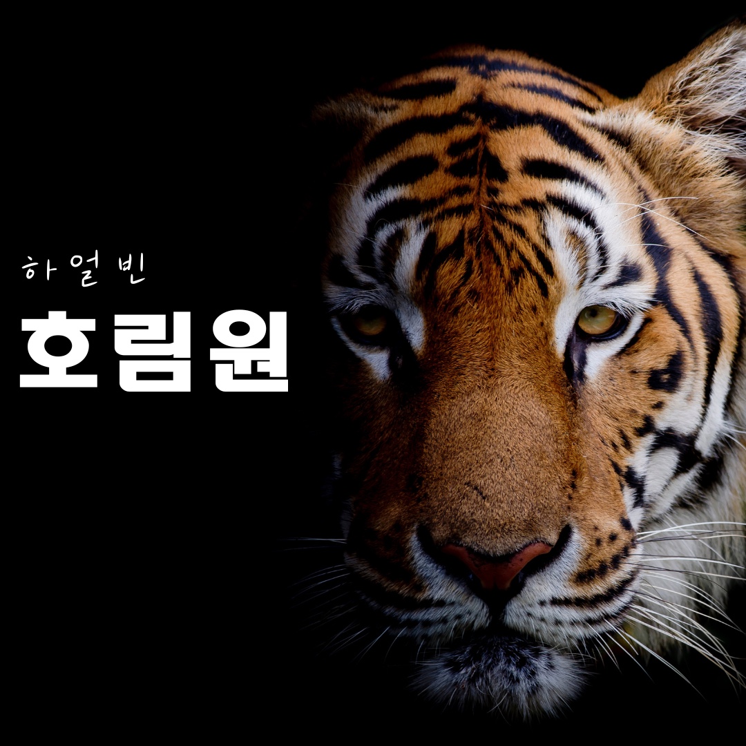 하얼빈 동북 호림원 타이거파크 입장권+관광버스 : 한길여행사