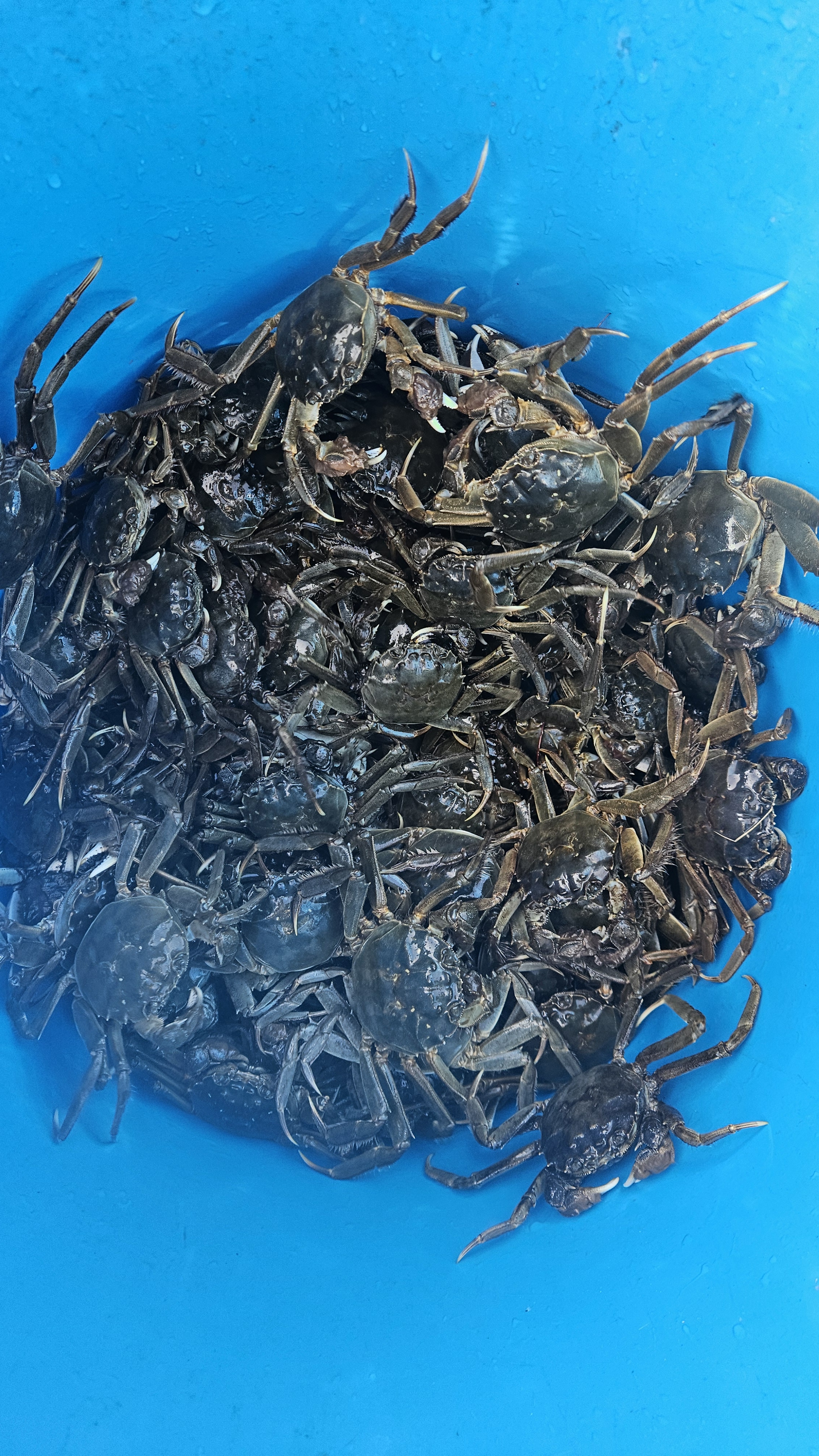 청년어부의 참게 민물매운탕 밀키트 : 한탄강청년어부