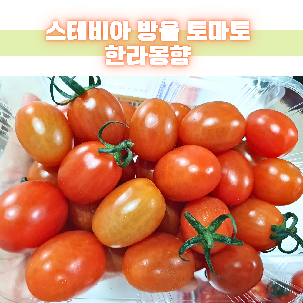 망고향 스테비아 방울 토마토 토망고 단마토 싱싱 탱탱 달콤 500g, 4개 : 퍼니몽마켓