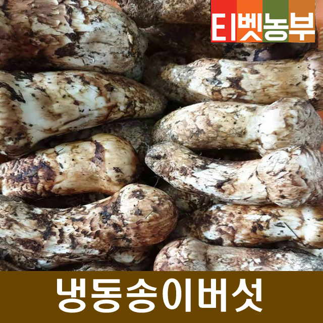 자연산 특급 냉동1kg 송이버섯 [티벳농부] : 노아통상