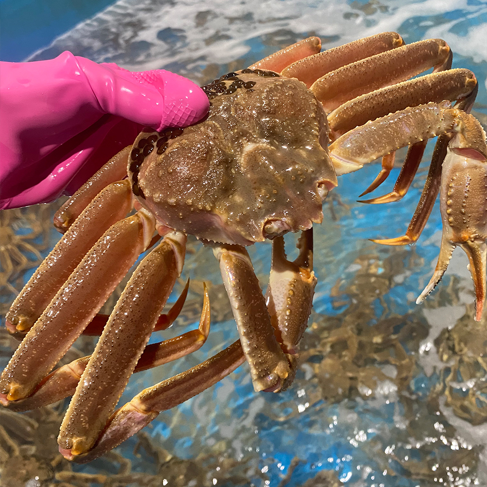 러시아 자숙 박달대게 원물 3kg 붉은 홍게 게 다리살 킹크랩 활 냉동 제철 택배 마가단 : 맑은 자연을 담은 삼흥식품