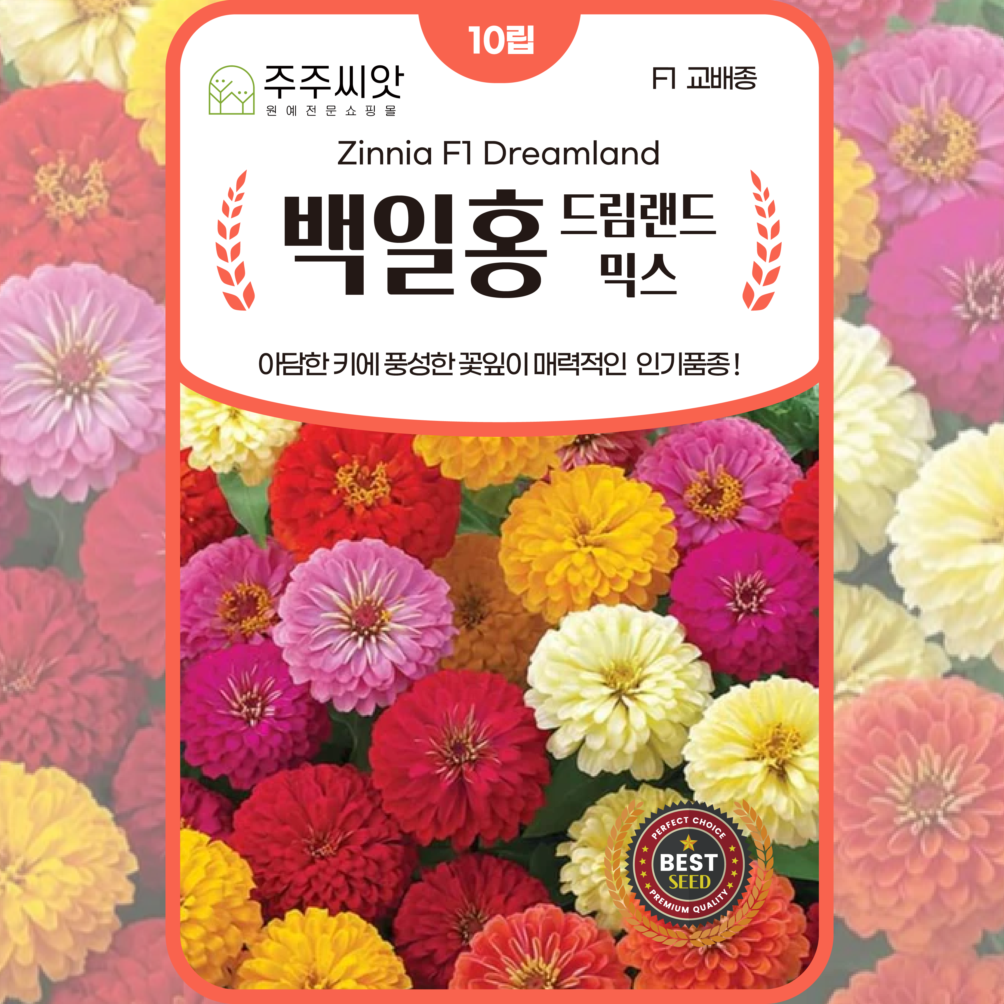 겹백일홍씨앗 10립 F1교배종 드림랜드 믹스 키작은 꽃씨 몰 종자 봄 여름 가을 파종 : 주주씨앗