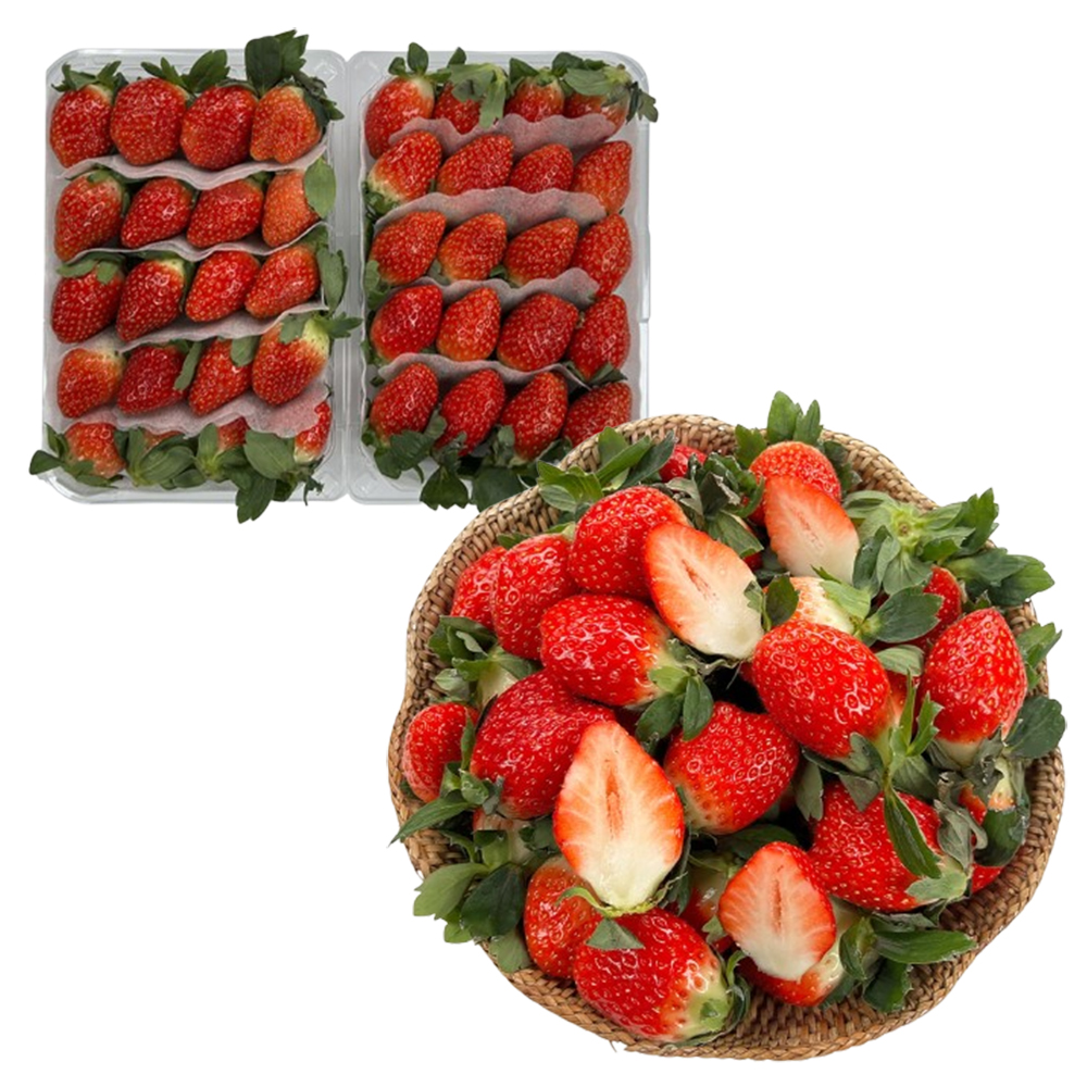딸기 500g x 2팩 신맛 단맛 상큼 설향딸기 아이들 간식 새콤달콤 국내산 제철과일 : 슈거로프