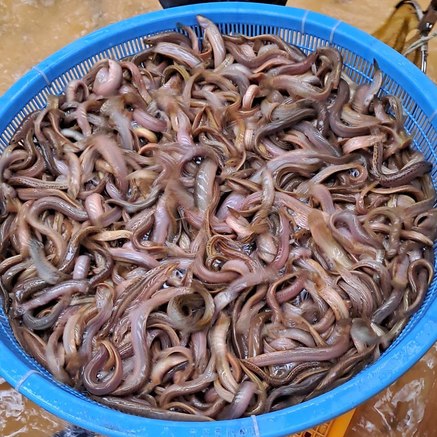 황칠 추어탕 밀키트 500g 5팩 미꾸라지 직접양식 : 늘품장터