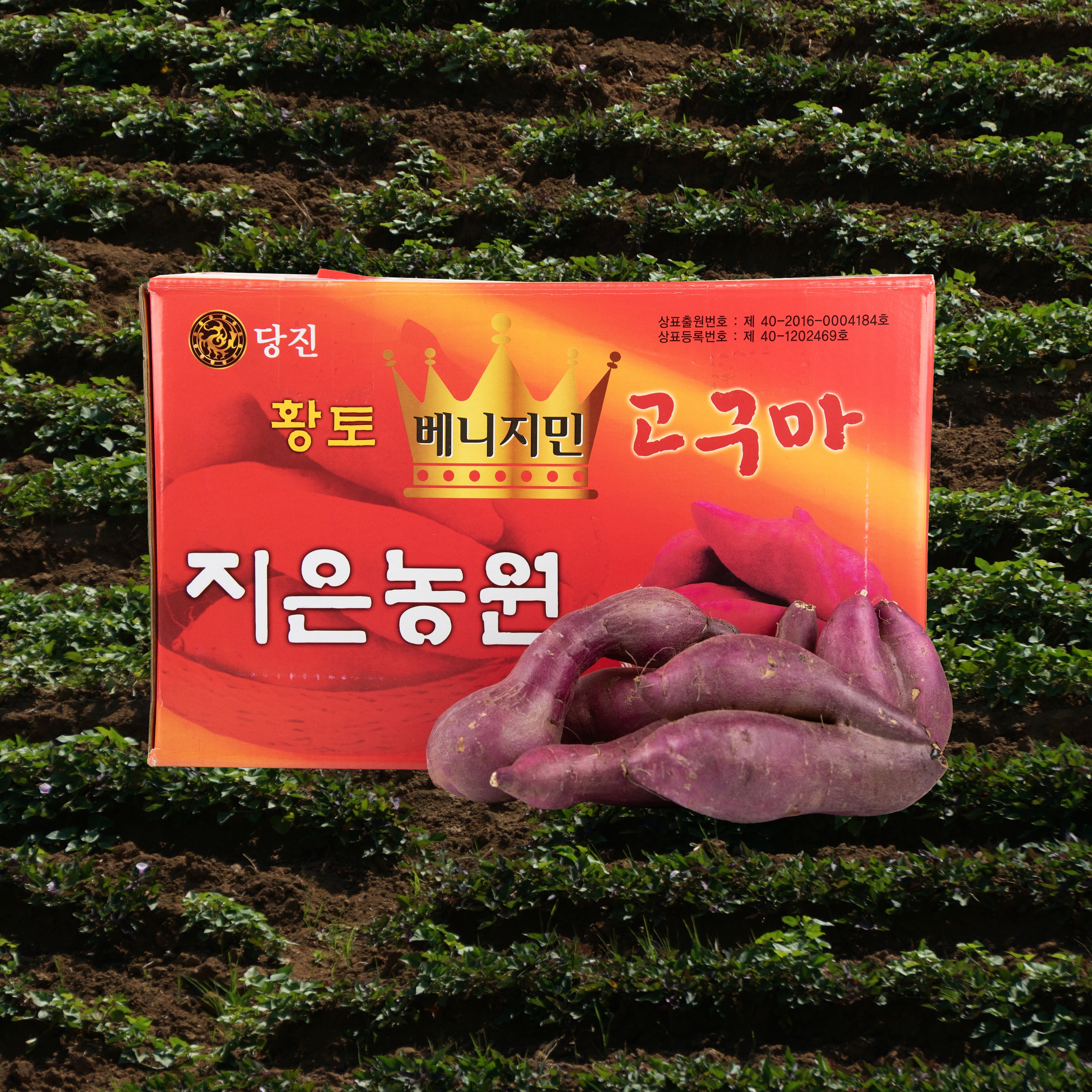[지은농원] 못난이 베니지민 꿀고구마 5kg, 1개 : GOODLAND