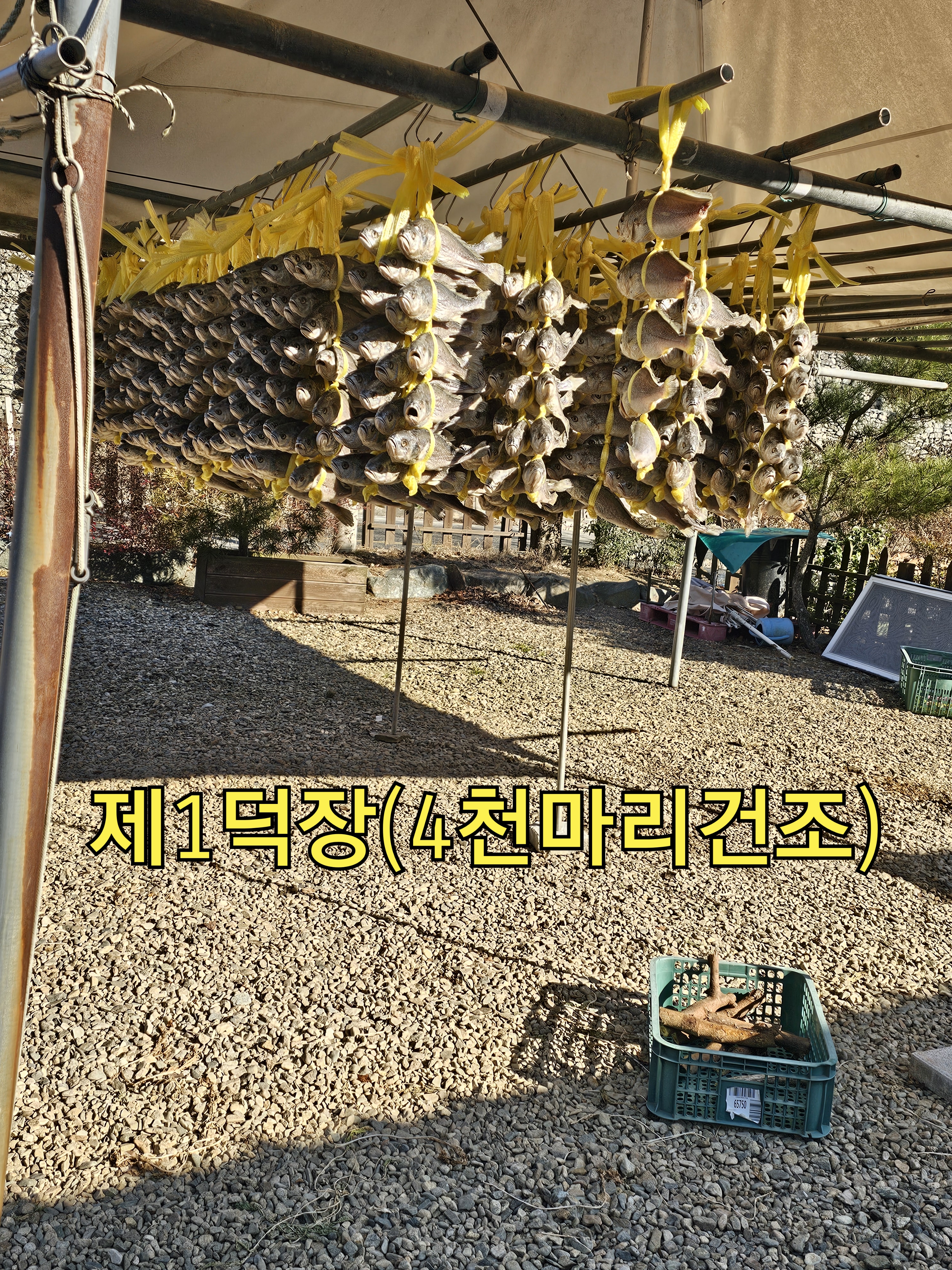 실속형  진짜비린네1도없는 옥천솔내음굴비 대10미(28cm내외) 비늘과 내장이 제거되었슴니다 : 떡판들산골생선