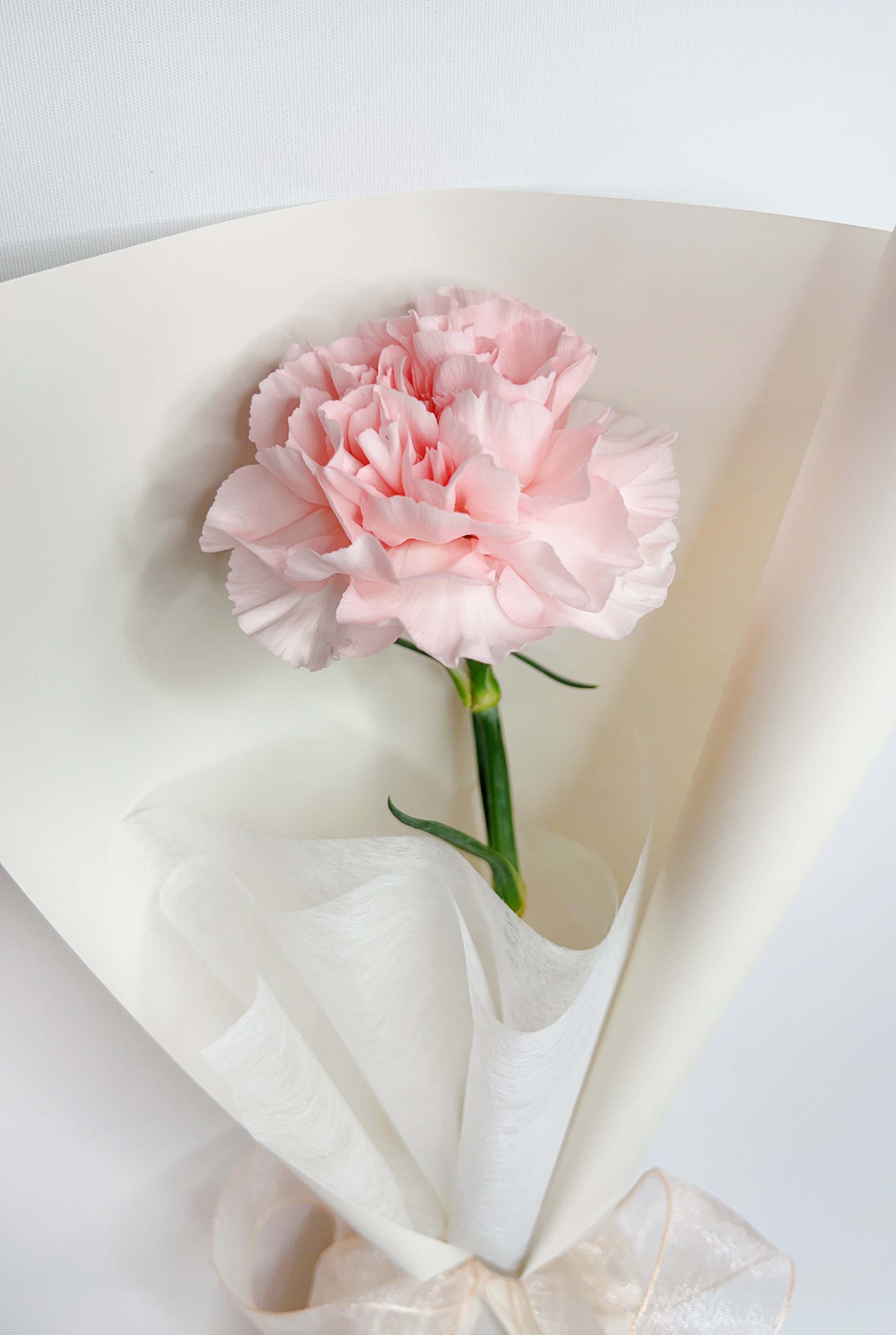 꽃피는지구 한송이 생화꽃다발 카네이션 거베라 어버이날 스승의날 축하 졸업식 꽃배달 : 꽃피는지구