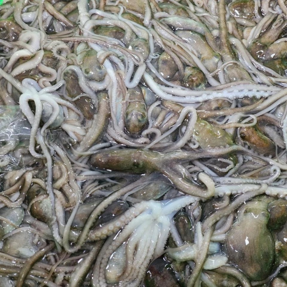산낙지 시세 뻘낙지 국내산 국산낙지 생물낙지 생낙지 해산물택배 소낙지 통낙지 목포낙지 : 동동이네가게