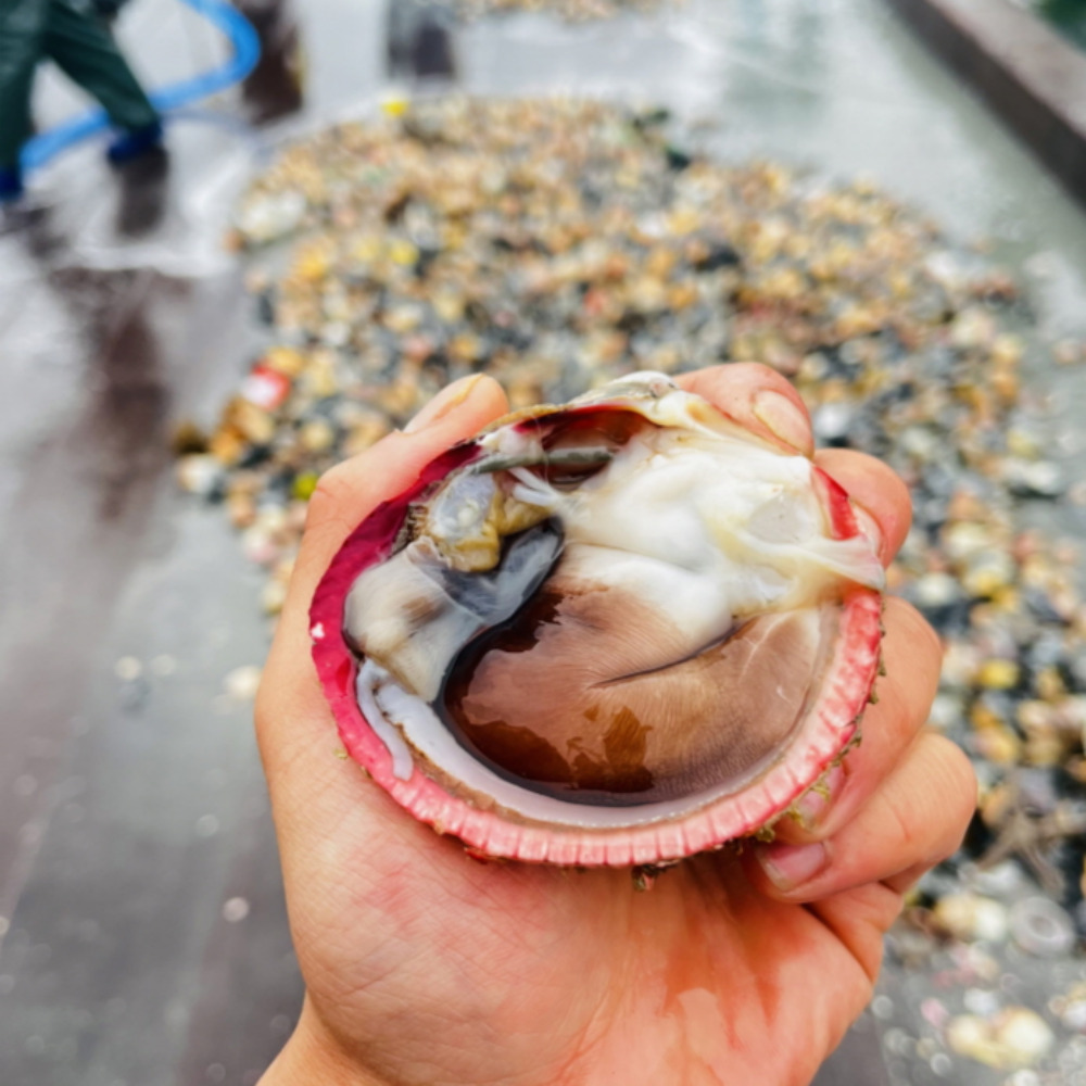 여수 새조개 남당항 샤브샤브 손질 1.5kg 손질후 200g이상 : 자연애수산