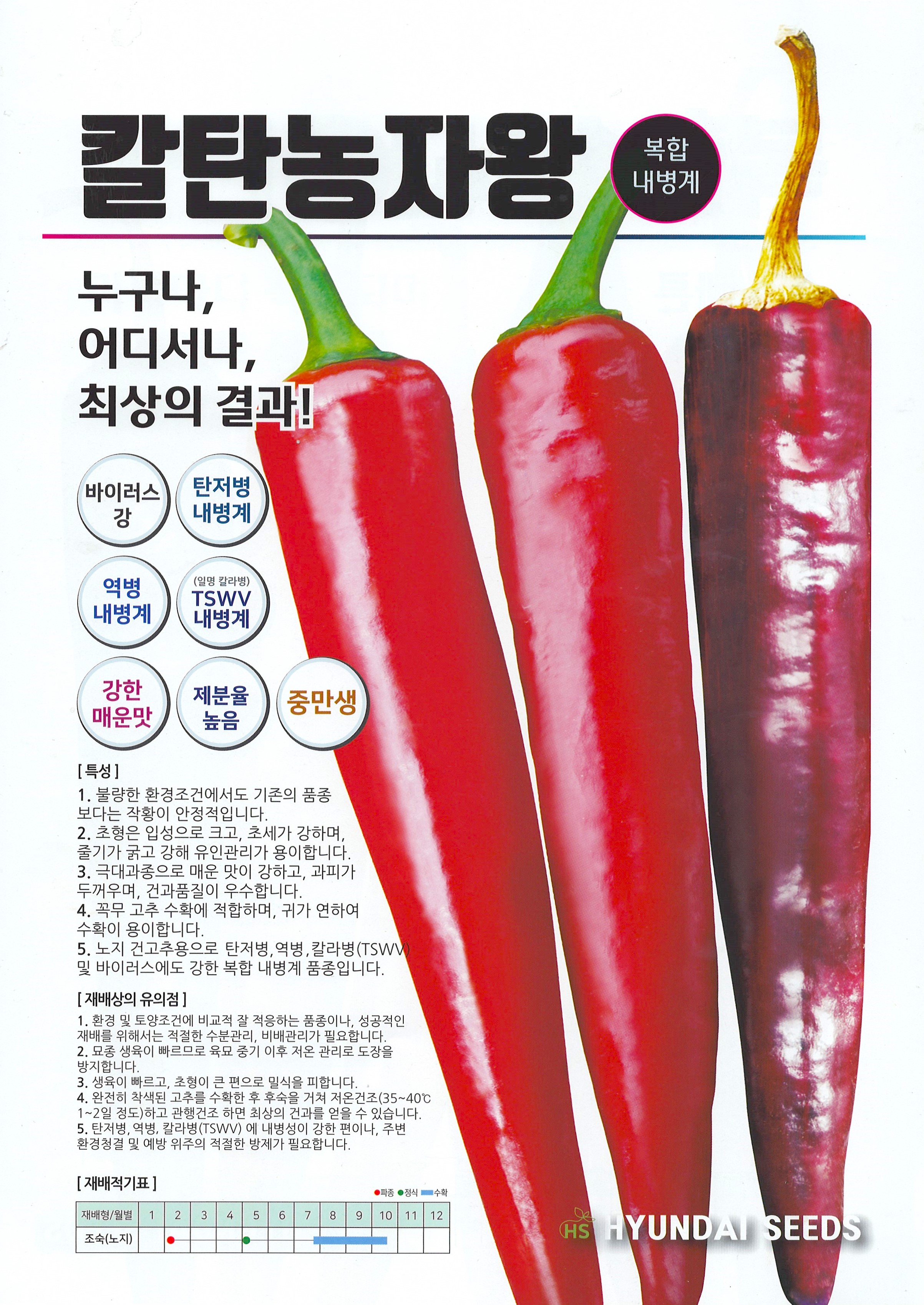칼라병 역병 바이러스에 강한 복합내병계 건과품질이 우수하고 재배 용이 작황이 안정적인 매운맛 고추씨앗 현대종묘 : 정산흥농종묘농약사